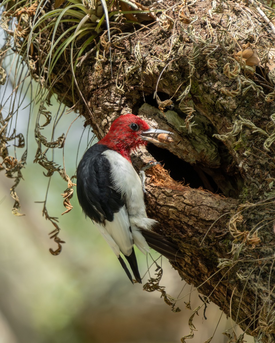 Red-headed Woodpecker - Milos Petkovic