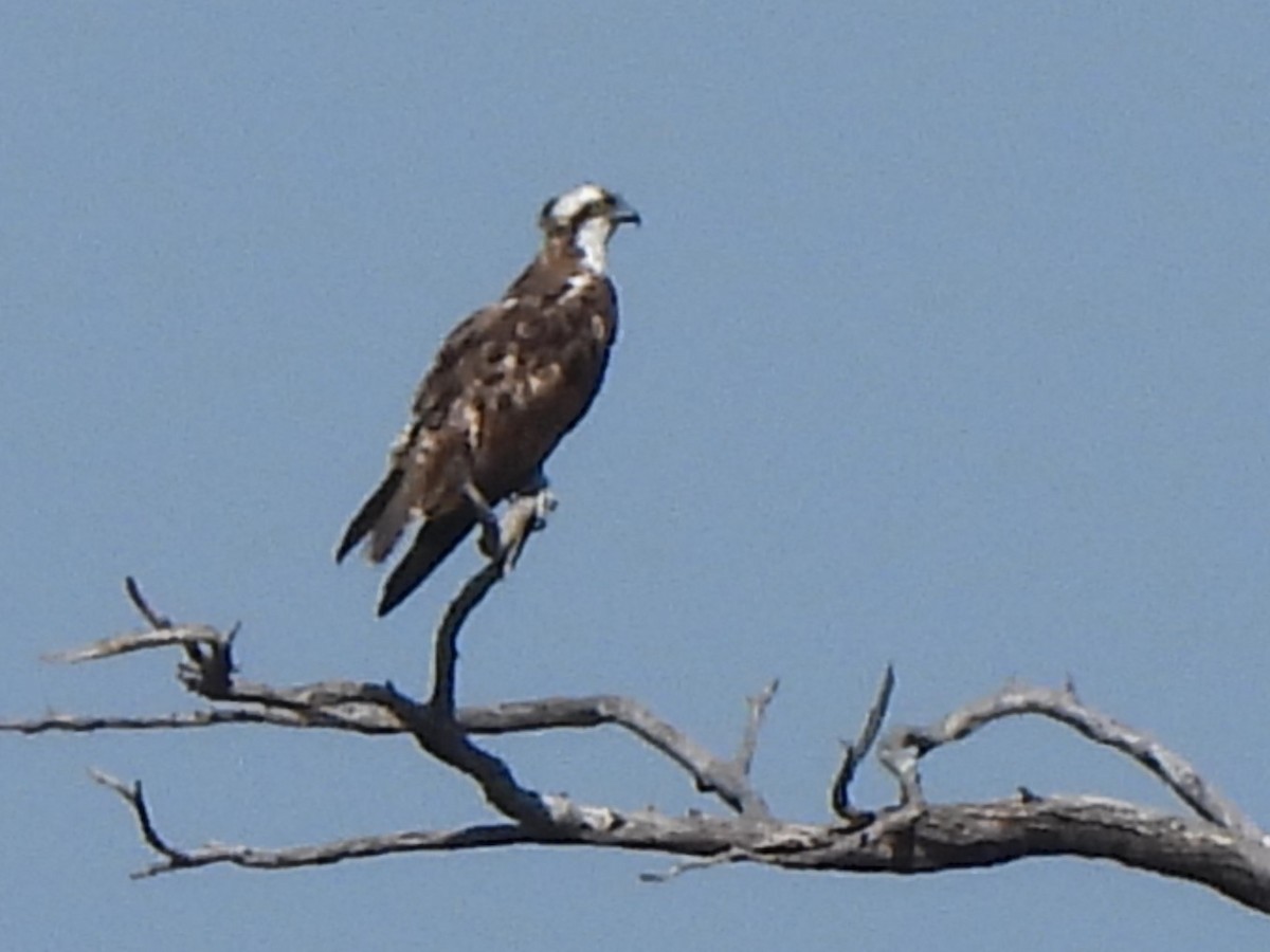 Águila Pescadora (haliaetus) - ML616930985