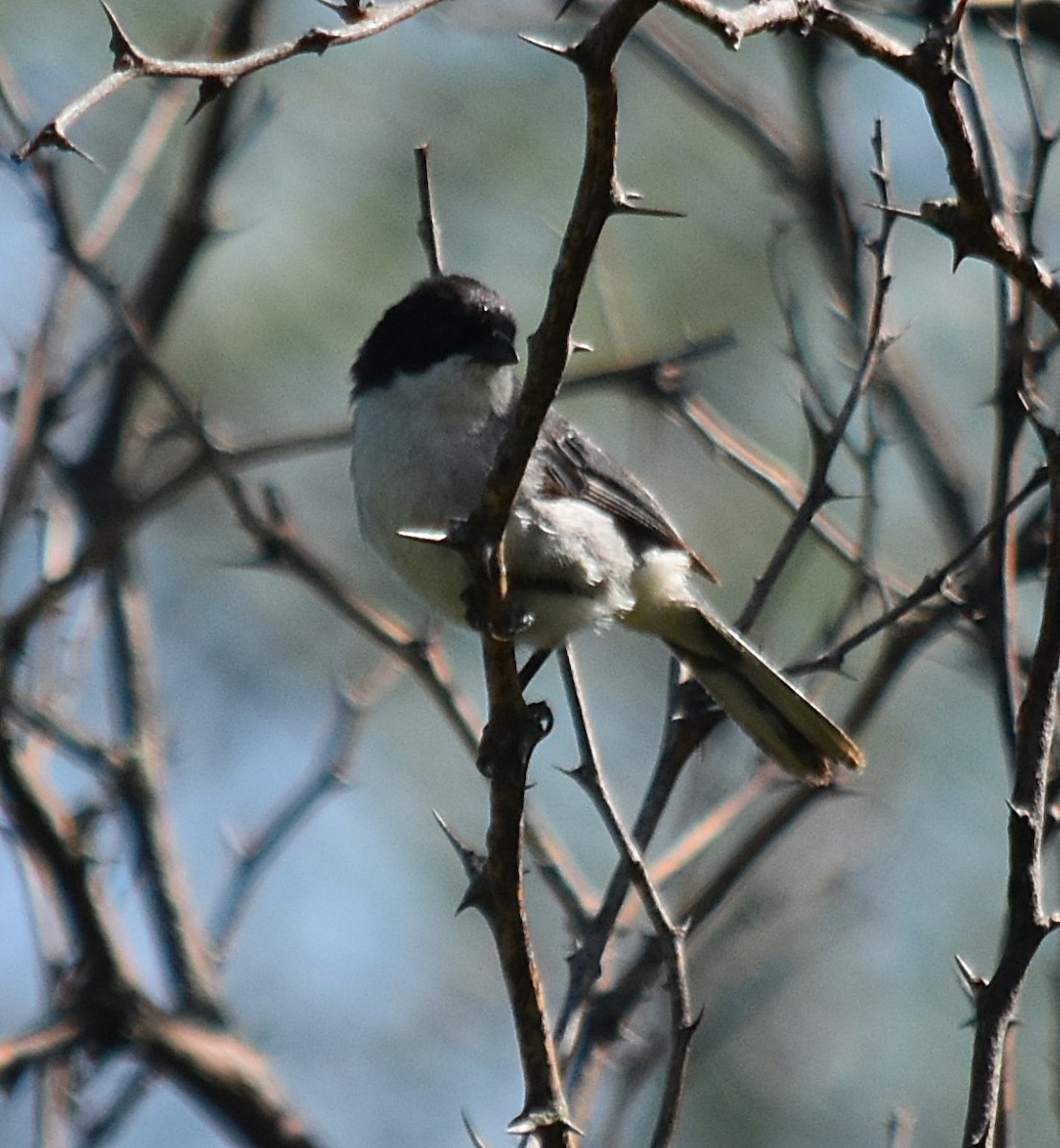 Black-capped Warbling Finch - ML616930991