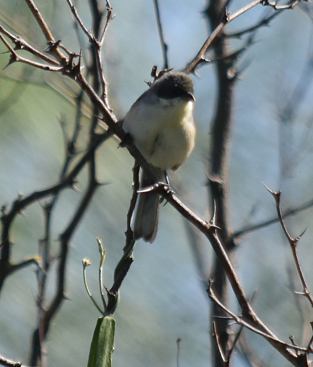 Black-capped Warbling Finch - ML616930993