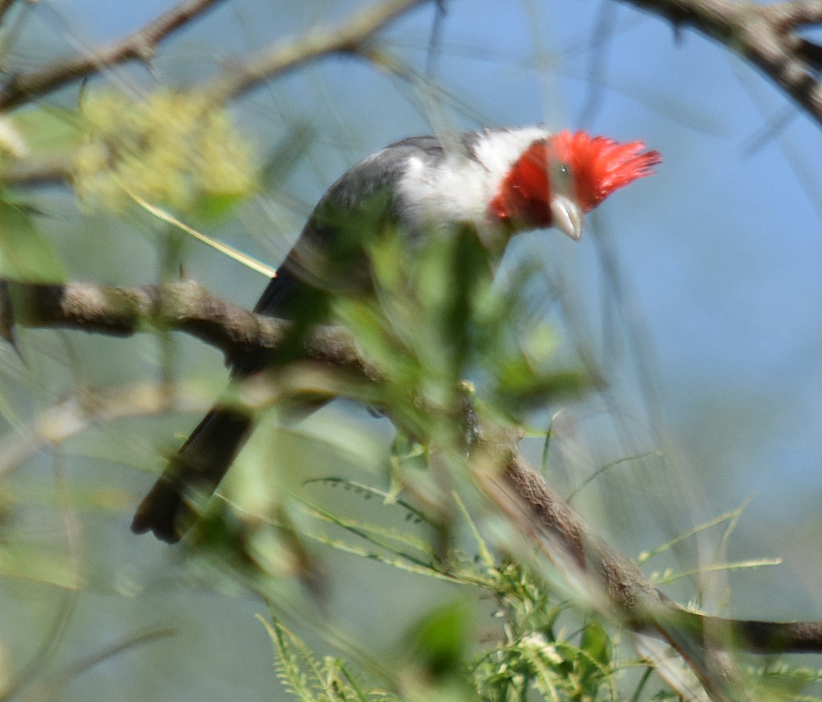 Red-crested Cardinal - ML616931002