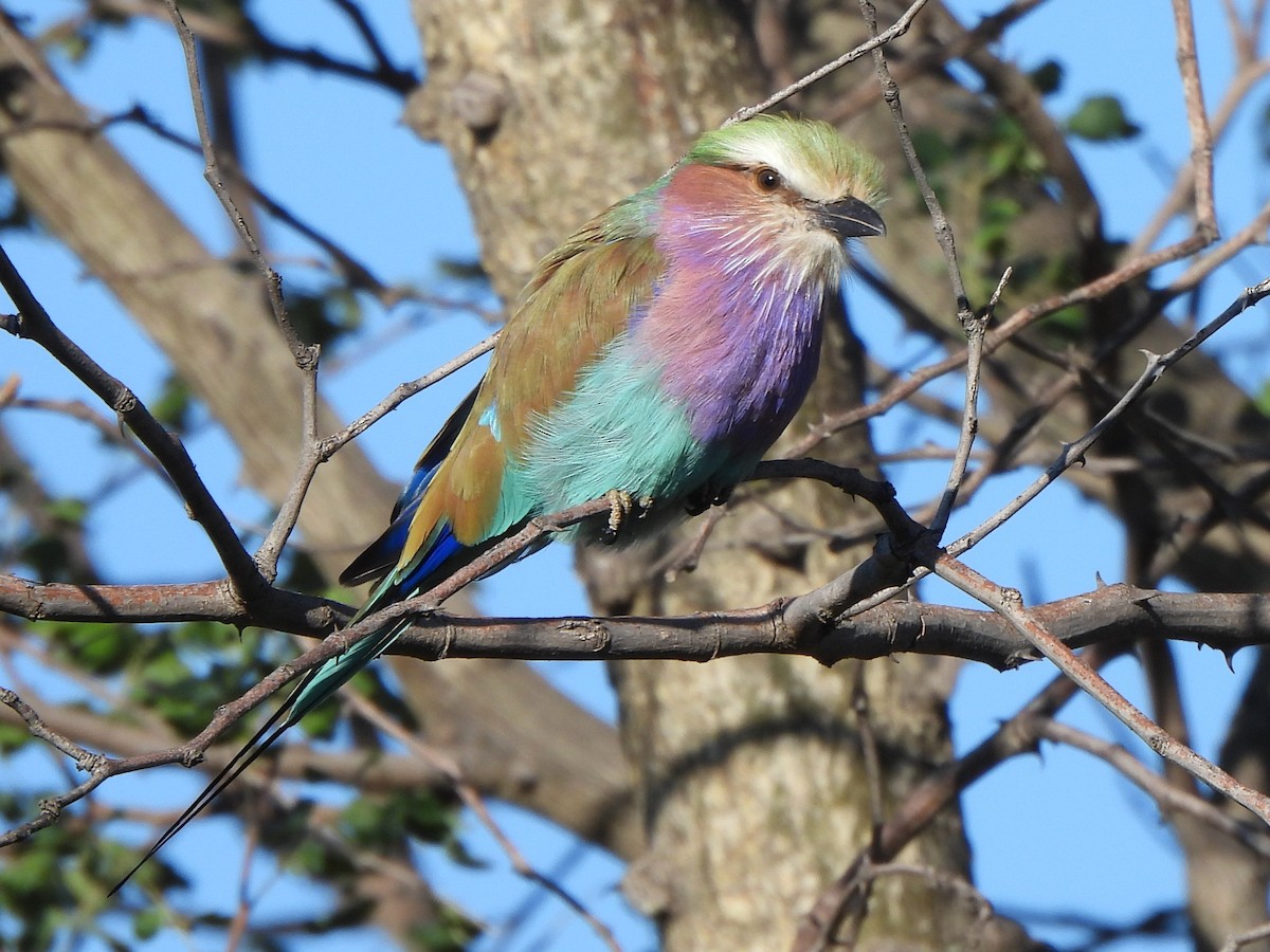 Lilac-breasted Roller - Stephen Taylor