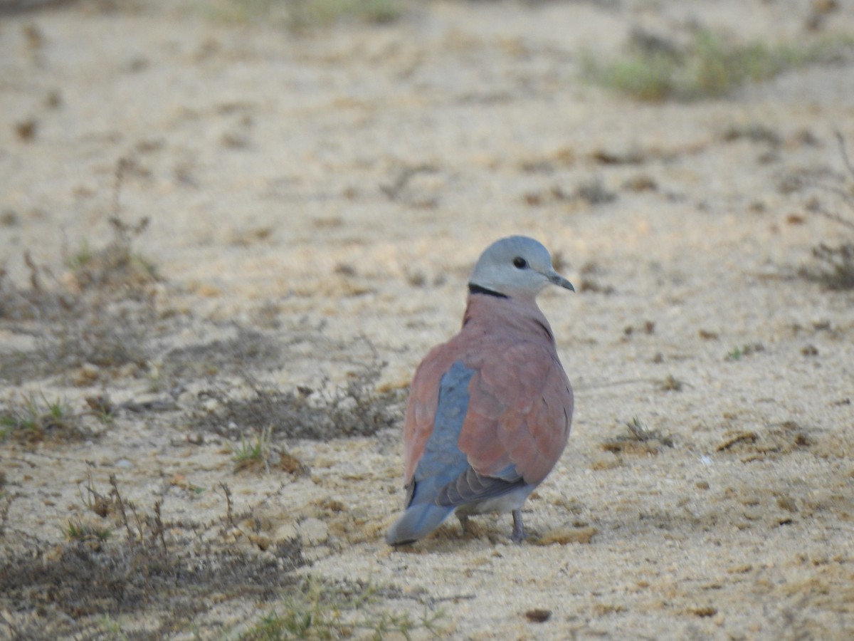 Red Collared-Dove - ML616931508