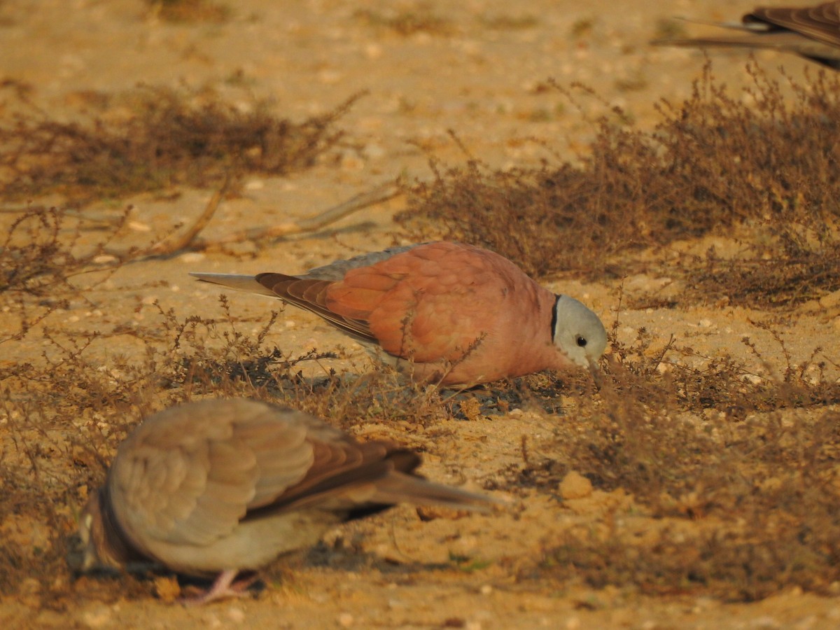 Red Collared-Dove - ML616931524