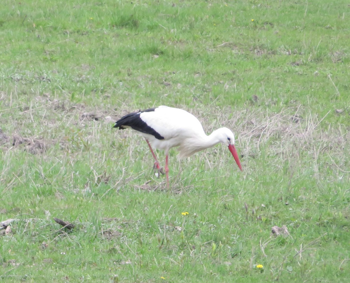 White Stork - ML616931643