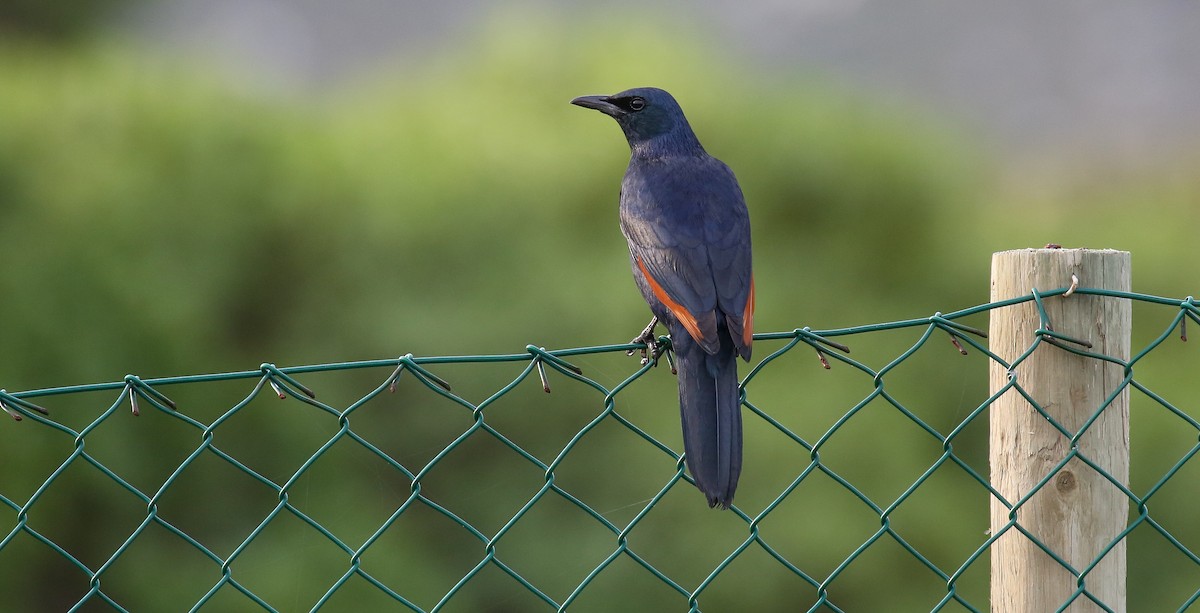 Red-winged Starling - ML616931768