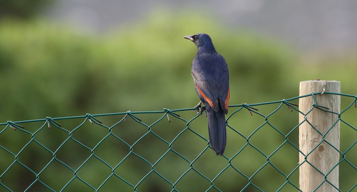 Red-winged Starling - ML616931769