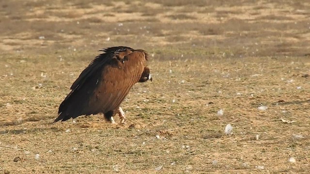Cinereous Vulture - ML616931776
