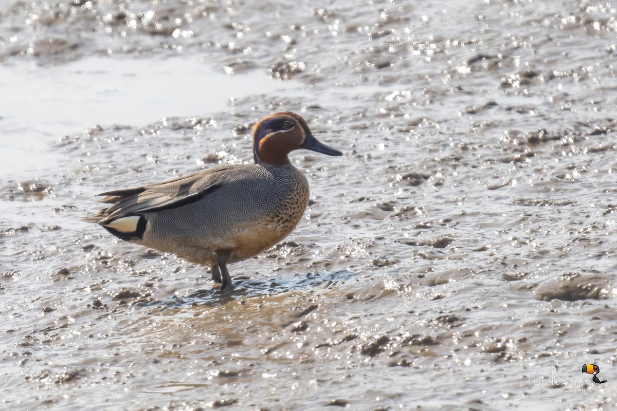 Green-winged Teal - ML616931783