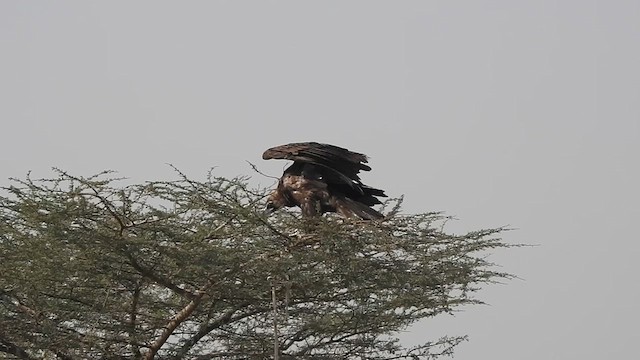 Cinereous Vulture - ML616931835