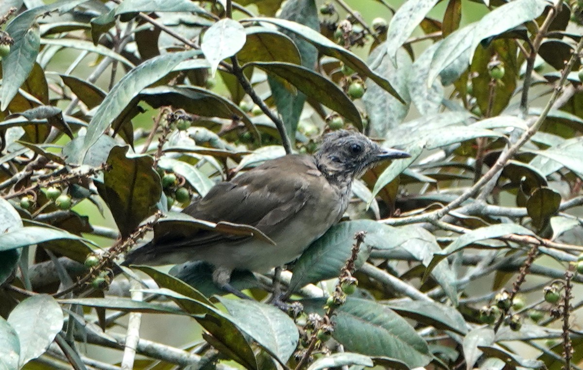 Black-billed Thrush (Amazonian) - Peter Blancher