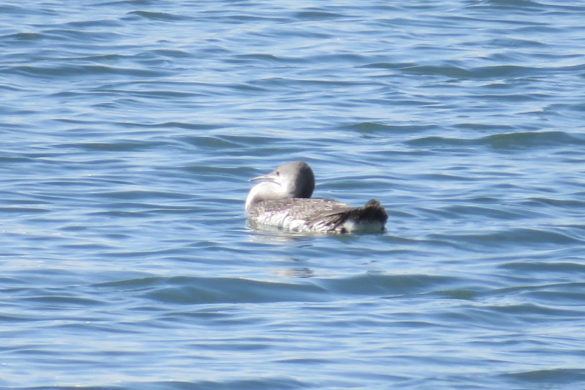 Red-throated Loon - Ann Haverstock