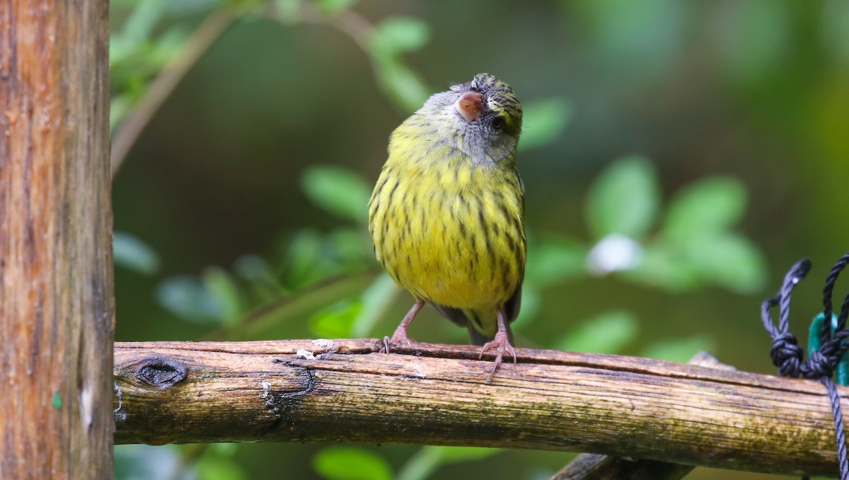 Forest Canary - ML616932047