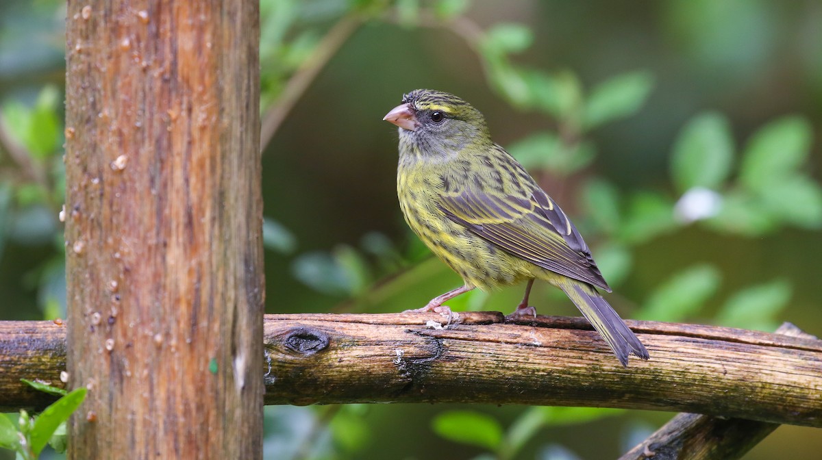 Forest Canary - ML616932048