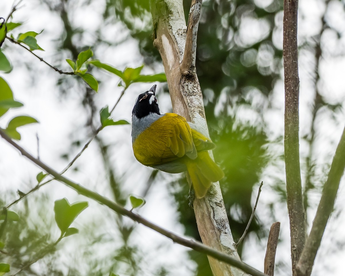 Black-crowned Palm-Tanager - ML616932106