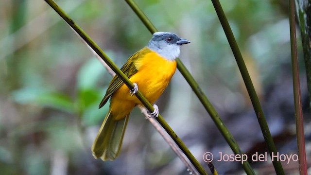 Gray-headed Tanager (Gray-crested) - ML616932121