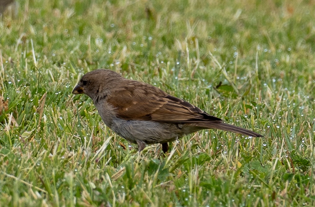 Southern Gray-headed Sparrow - ML616932132