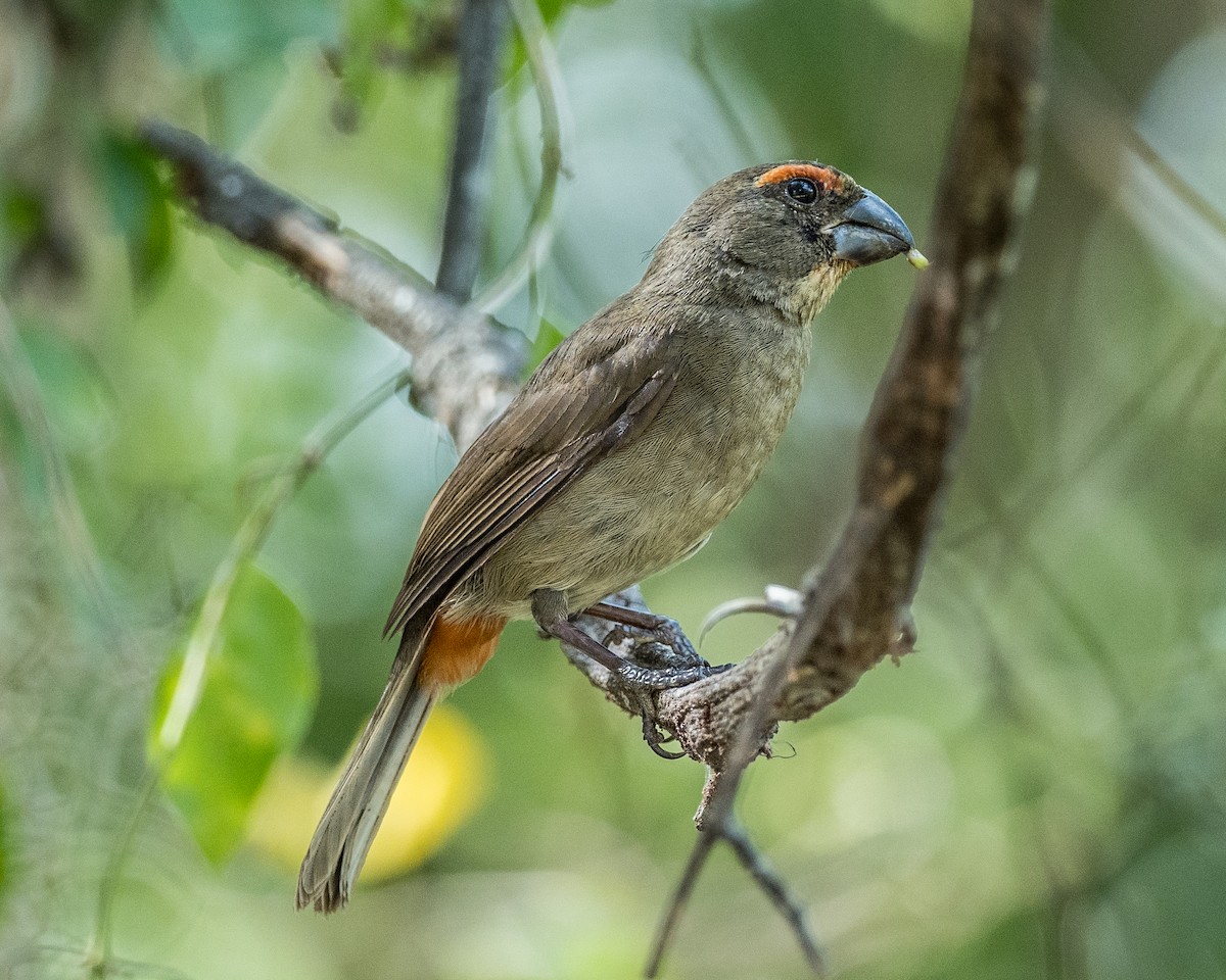 Greater Antillean Bullfinch - Tim Frye