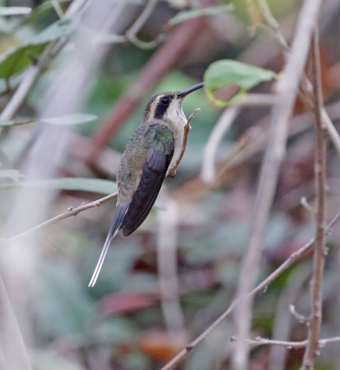 kolibřík světlebřichý - ML616932163
