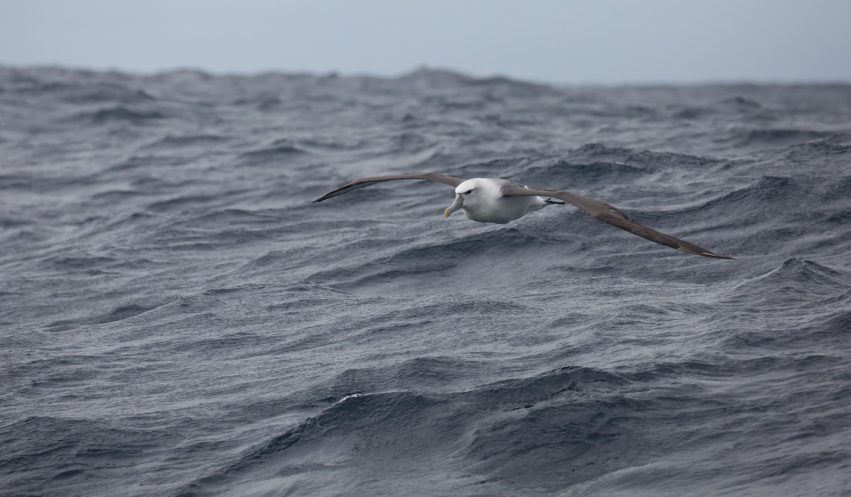 White-capped Albatross - Brian Small