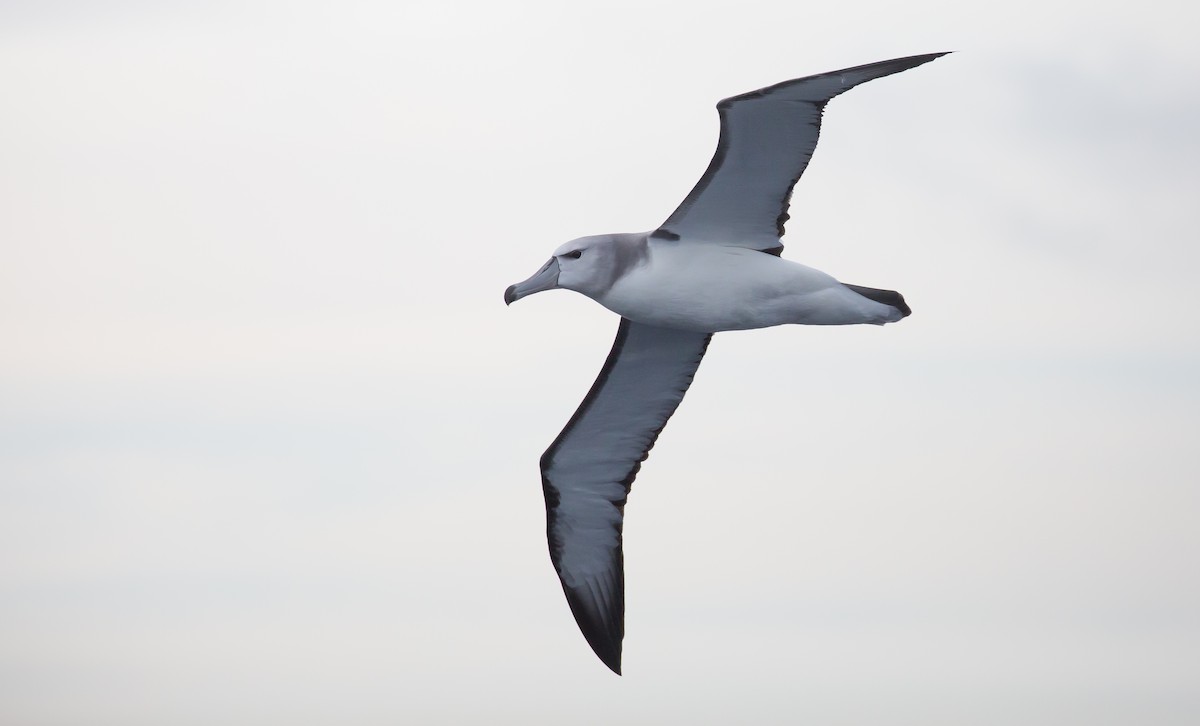 White-capped Albatross - Brian Small