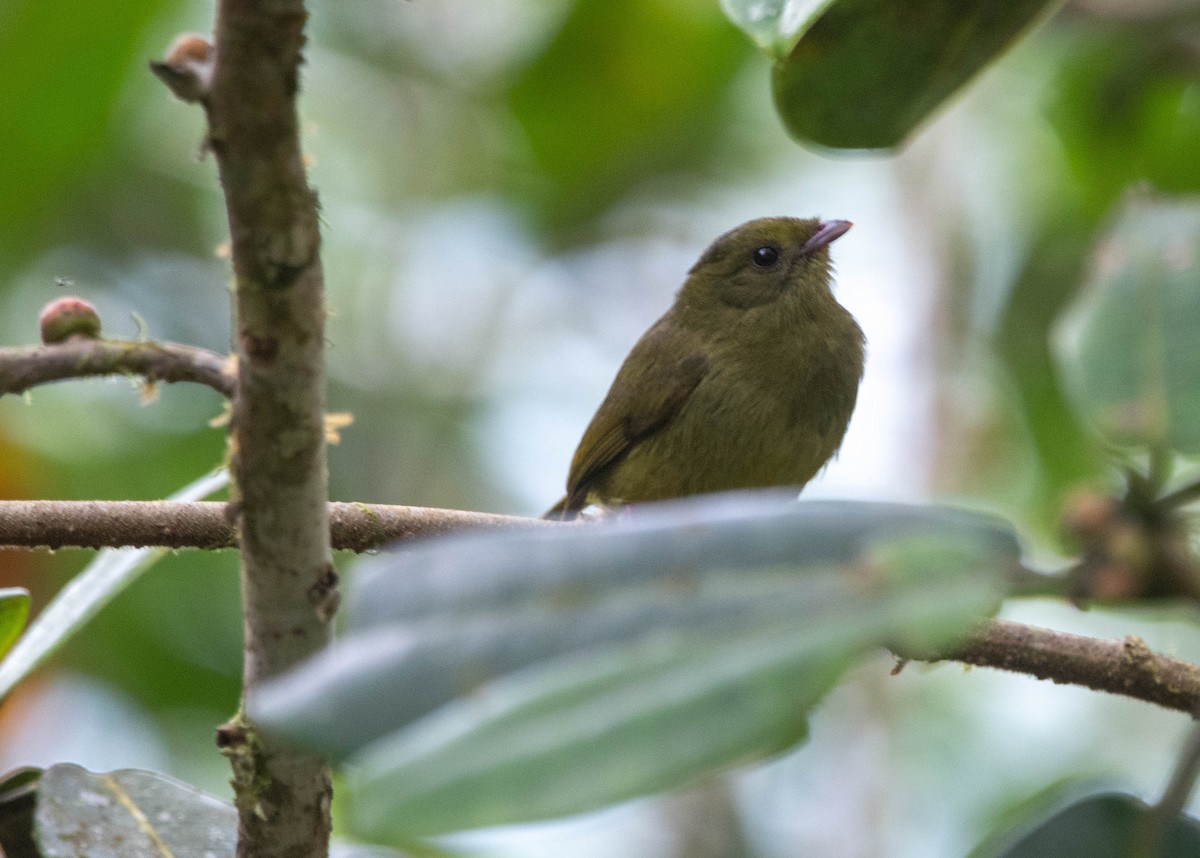 Golden-crowned Tanager - Frederico Crema Leis
