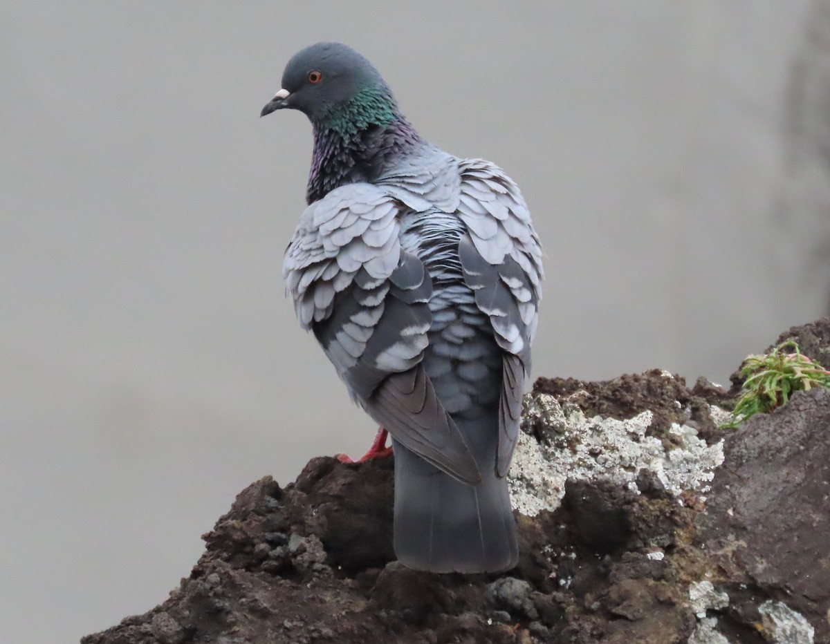 Rock Pigeon - ML616932286