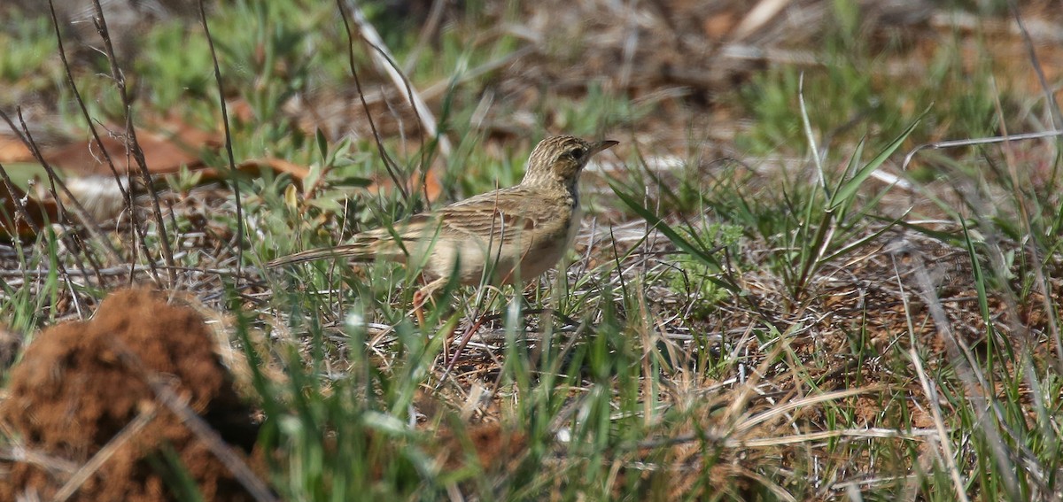 African Pipit - ML616932394