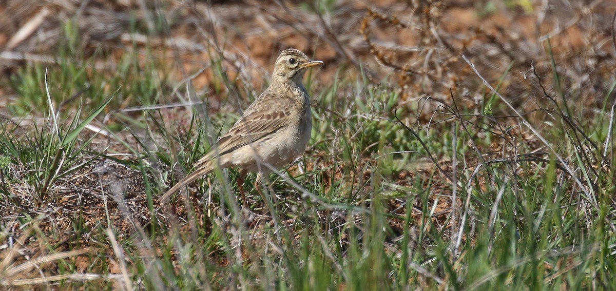 Pipit africain - ML616932395