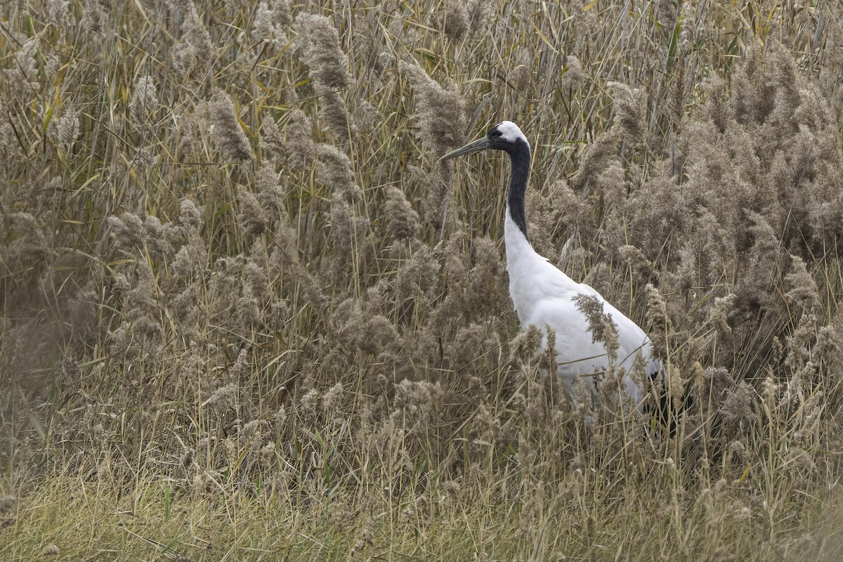 Red-crowned Crane - ML616932397