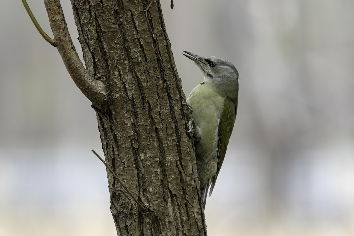 Gray-headed Woodpecker - ML616932404