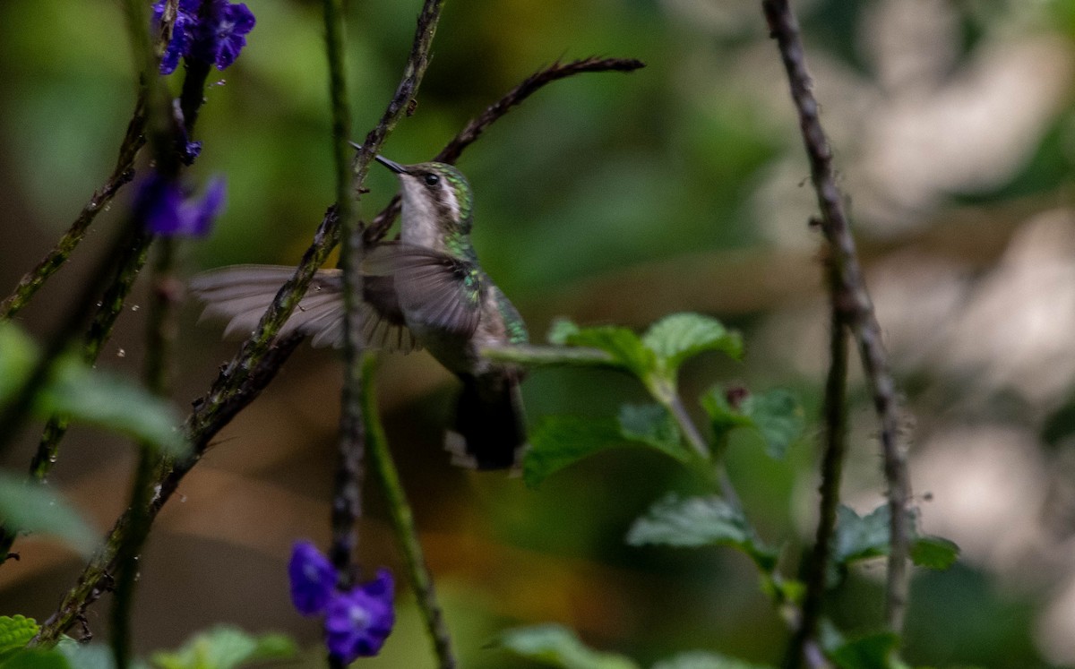 Speckled Hummingbird - ML616932407