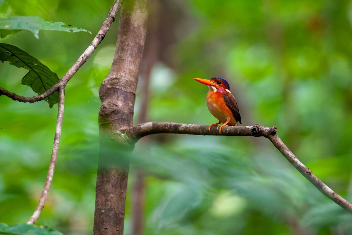 Sulawesi Dwarf-Kingfisher - ML616932411