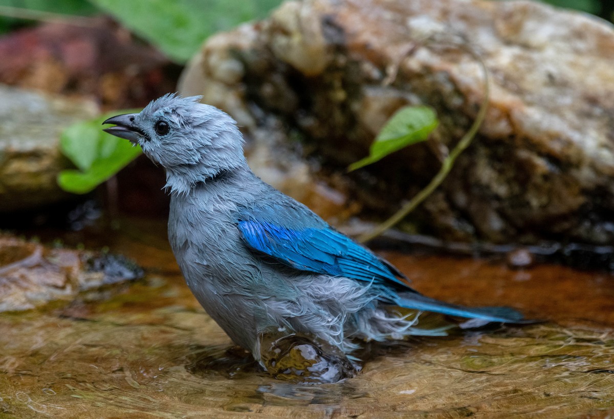 Blue-gray Tanager - ML616932449