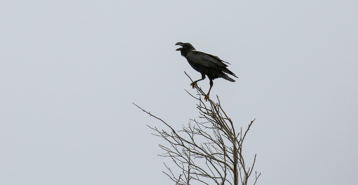 White-necked Raven - ML616932450