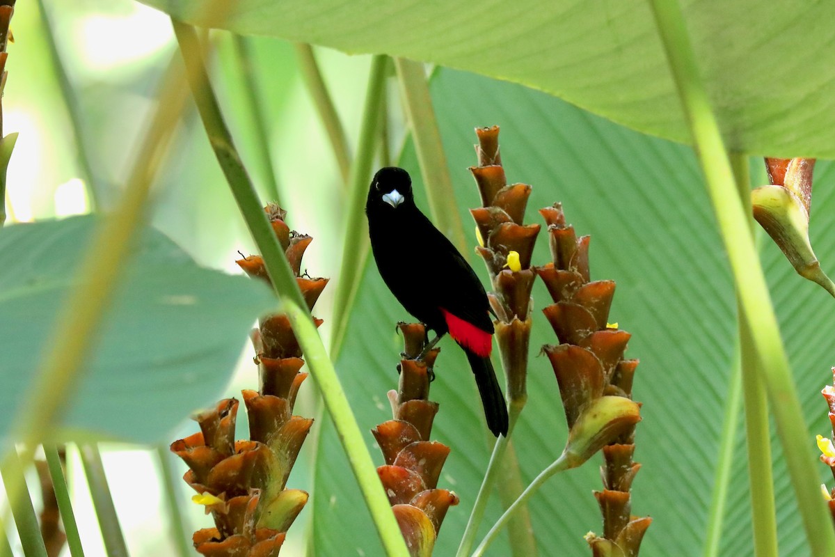 Scarlet-rumped Tanager (Cherrie's) - ML616932598