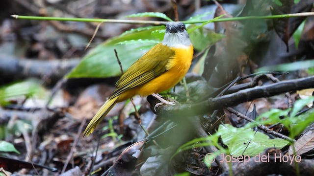 Gray-headed Tanager (Gray-crested) - ML616932619