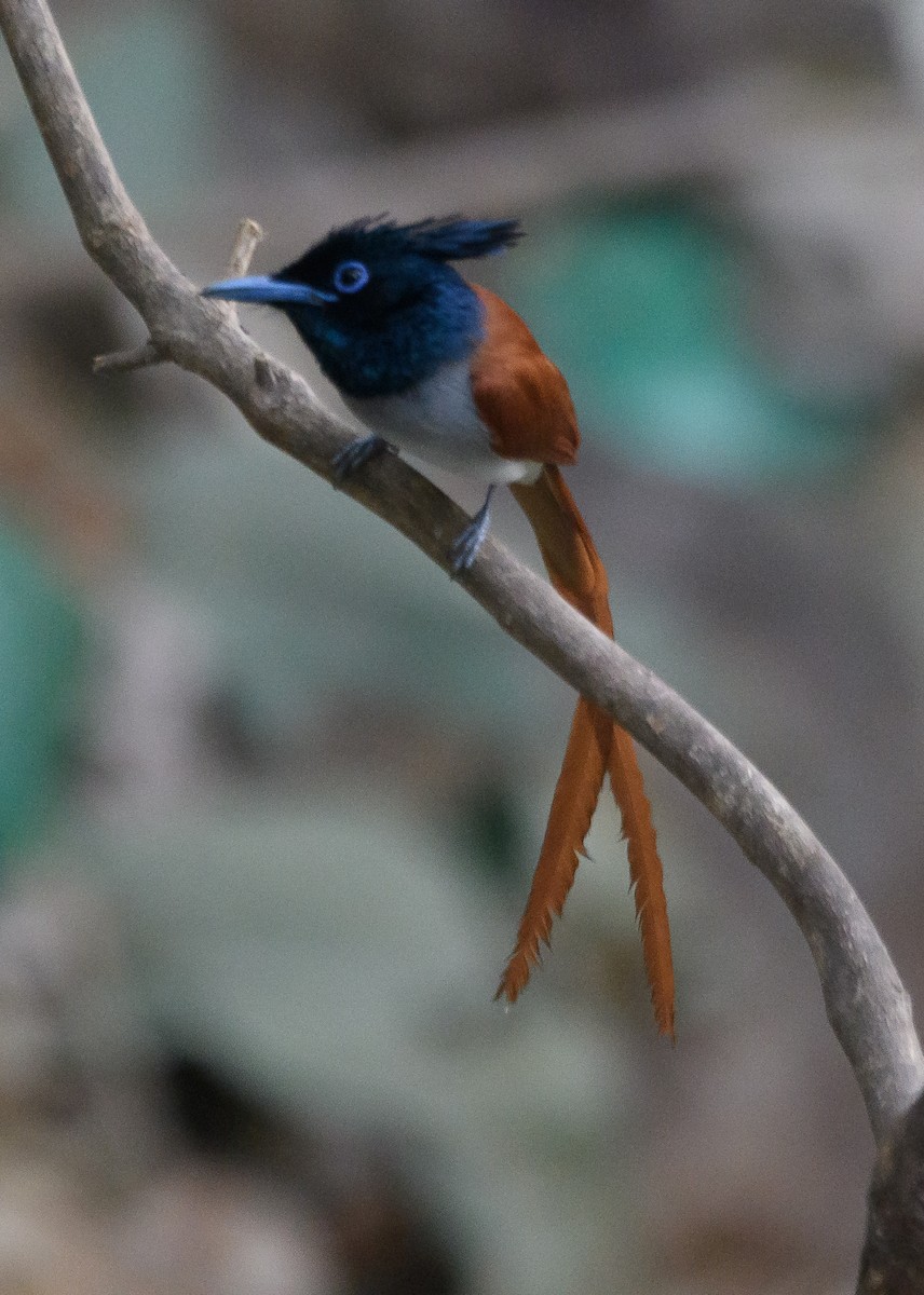 Indian Paradise-Flycatcher - Srinivas Mallela