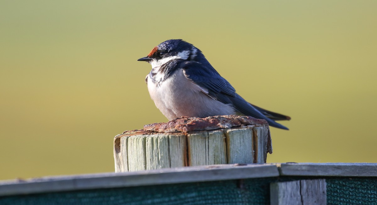 White-throated Swallow - Brian Small