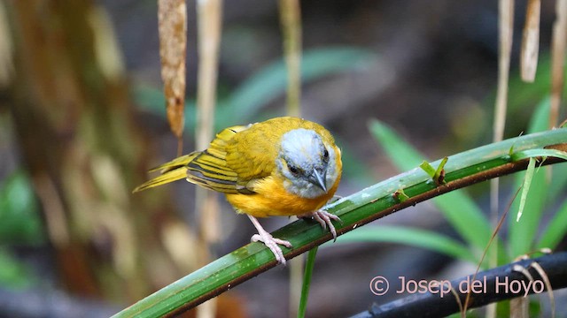 Gray-headed Tanager (Gray-crested) - ML616933081