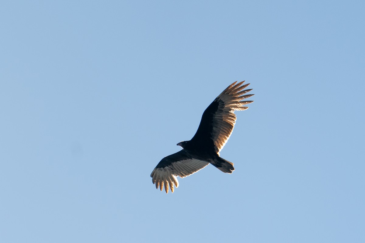 Turkey Vulture - ML616933134