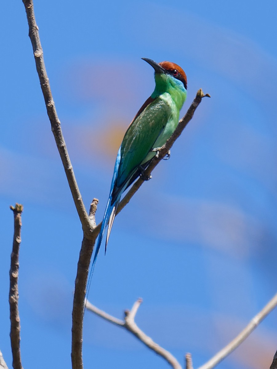Rufous-crowned Bee-eater - ML616933166