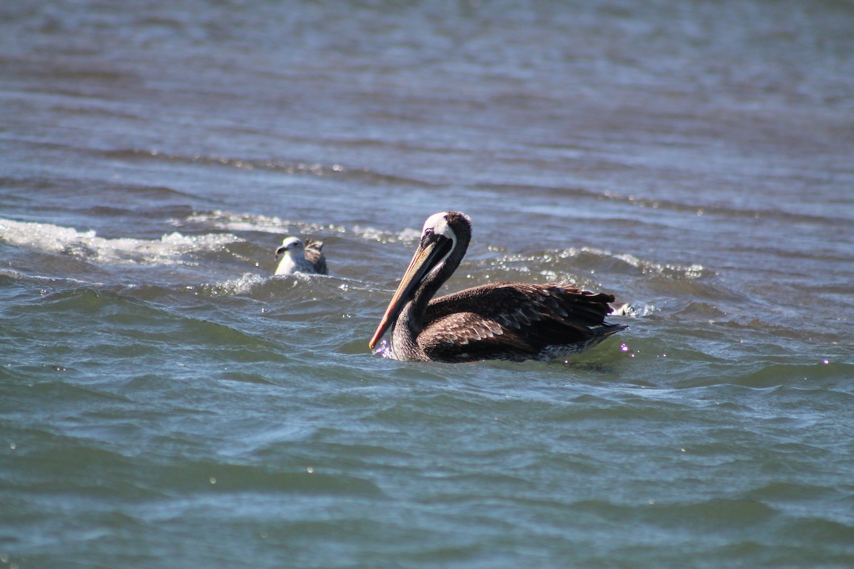 Peruvian Pelican - ML616933183