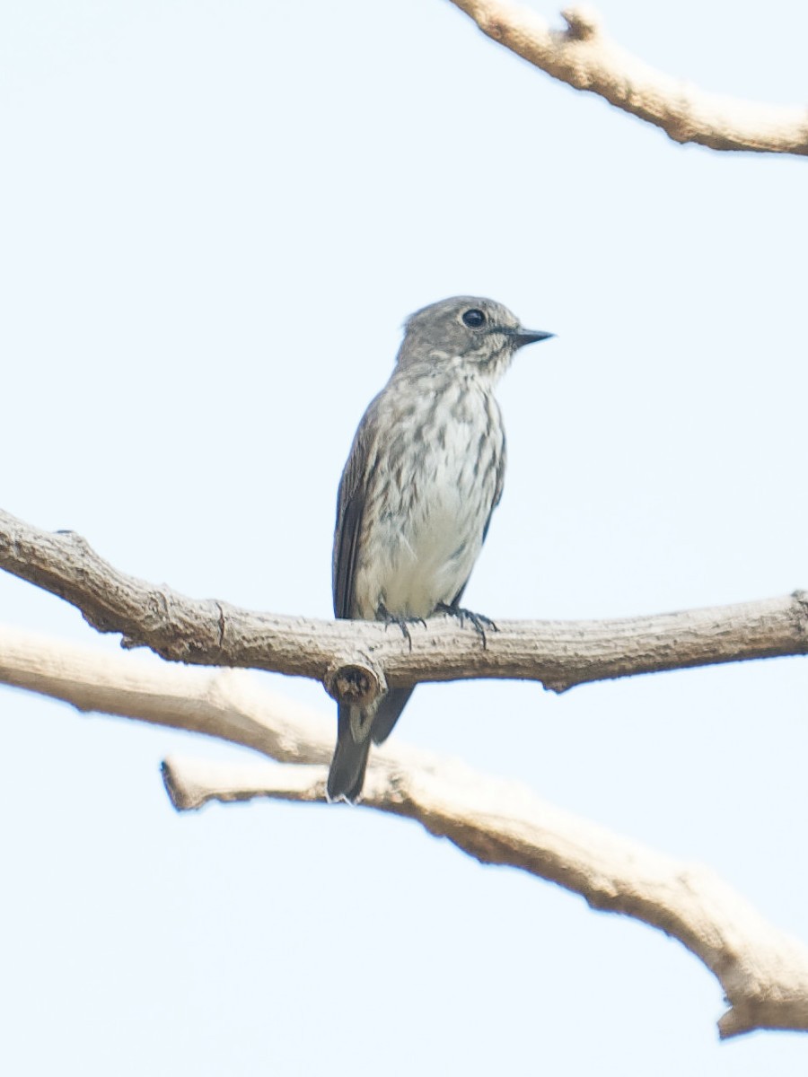 Gray-streaked Flycatcher - BY Tan