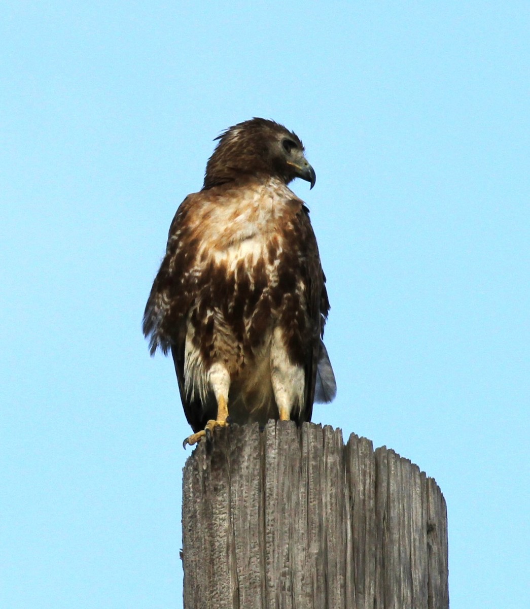 Red-tailed Hawk - ML616933295