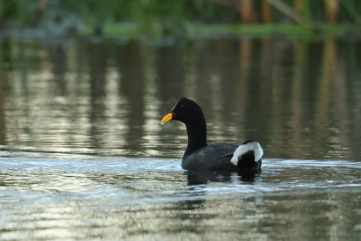 Red-fronted Coot - ML616933311