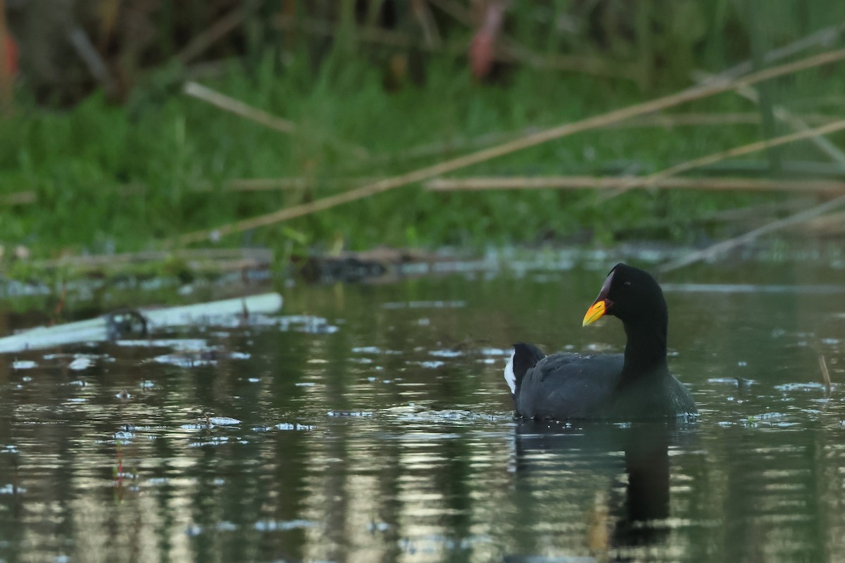 Red-fronted Coot - ML616933312