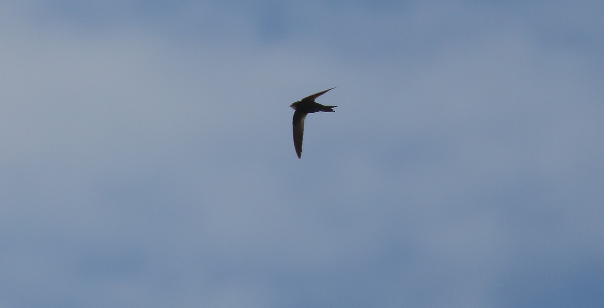 African Swift - Brian Small