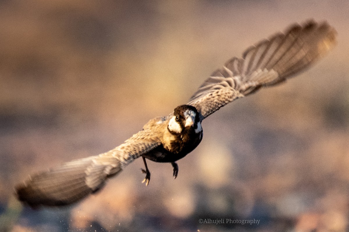 Black-crowned Sparrow-Lark - ML616933516
