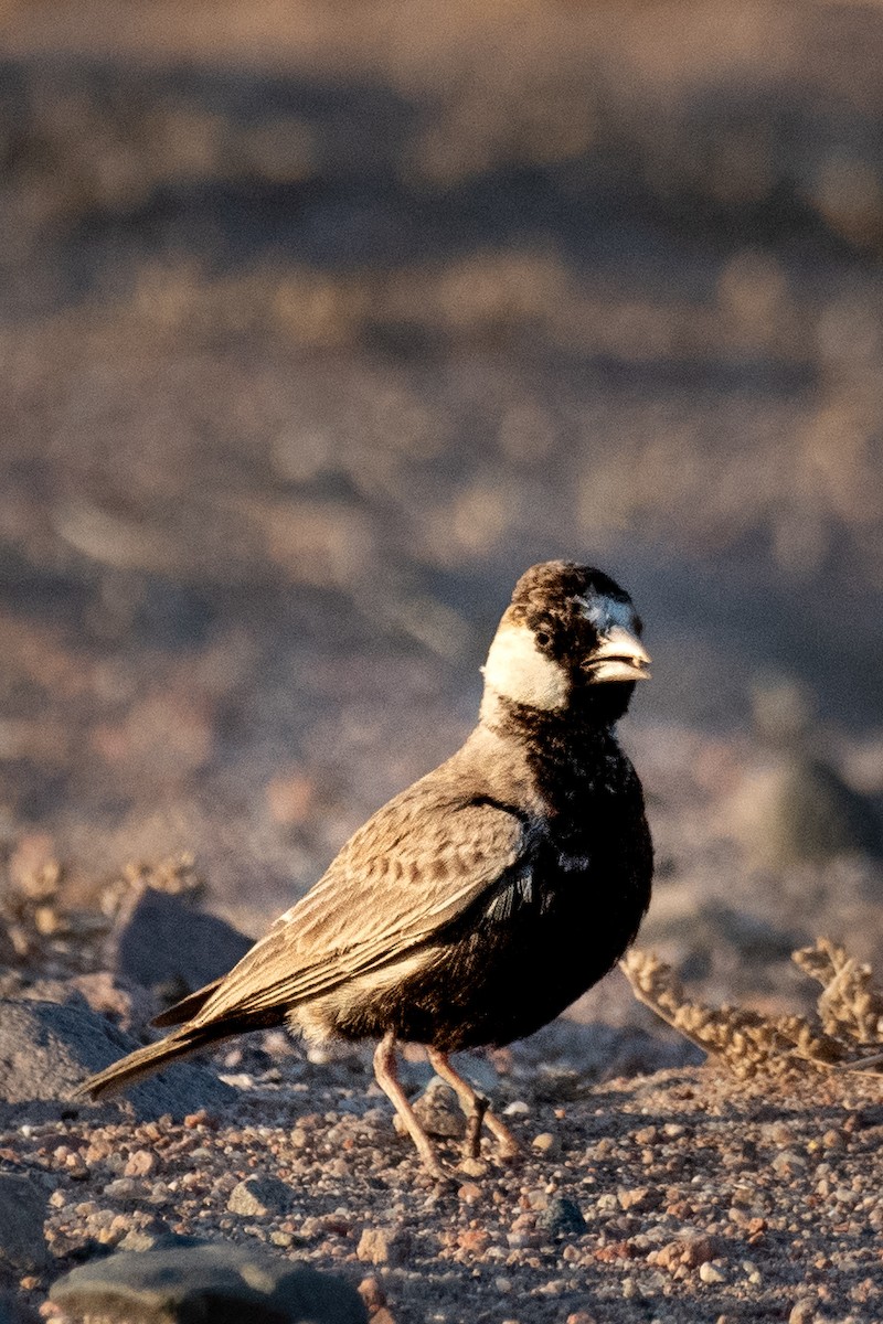 Black-crowned Sparrow-Lark - ML616933530